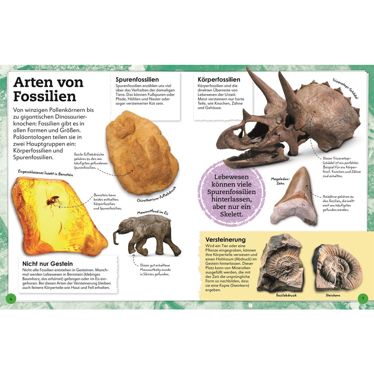DK Verlag Fossilien