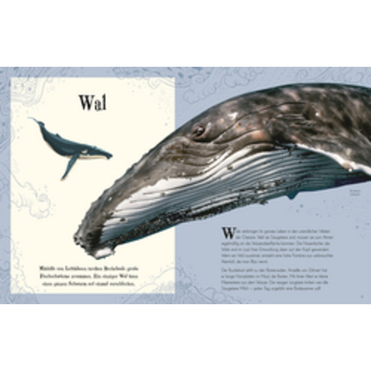 DK Verlag Wundervolle Welt der Tiere