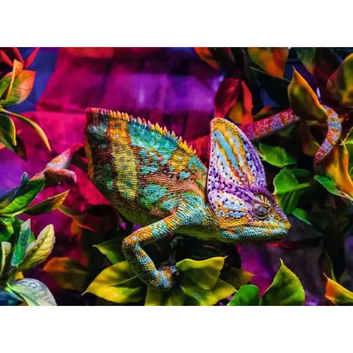 Ravensburger Puzzle 500 Teile Das Chamäleon 49 x 36 cm