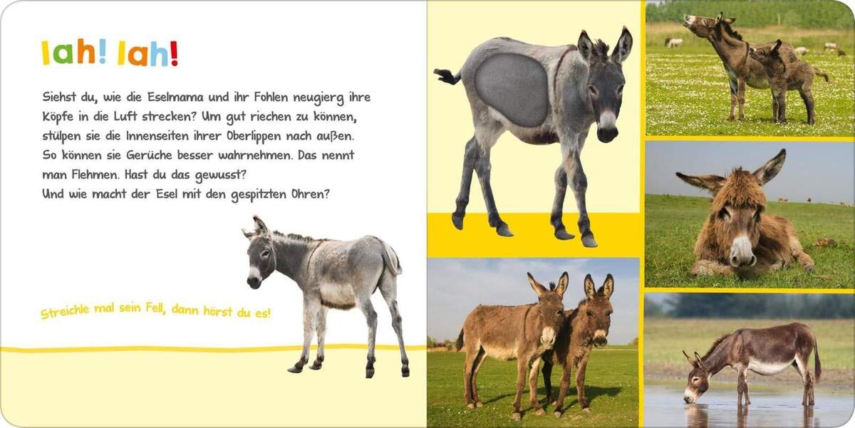 ars Edition Hör mal rein, wer kann das sein? Streichelzoo