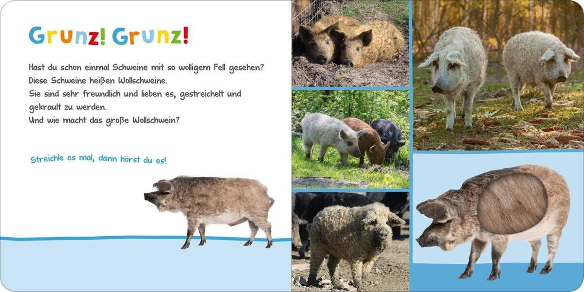 ars Edition Hör mal rein, wer kann das sein? Streichelzoo