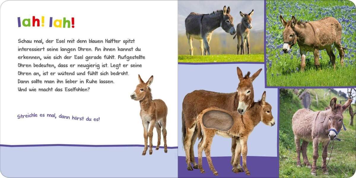ars Edition Hör mal rein wer kann das sein? Auf der Weide