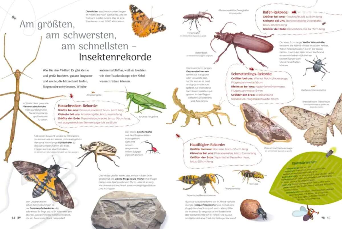 Carlsen Verlag Insekten – Wissen und allerlei Drumherum
