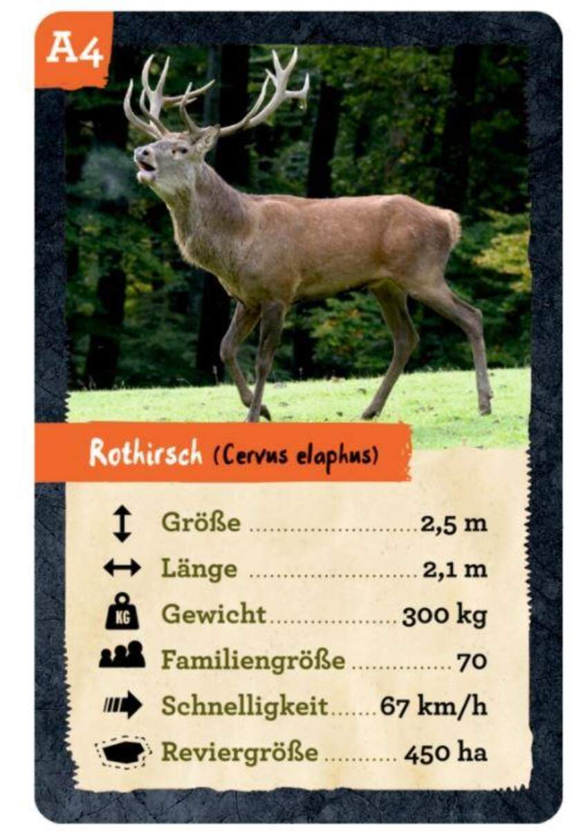 Die Spiegelburg Quartett (Heimische Tiere) Nature Zoom