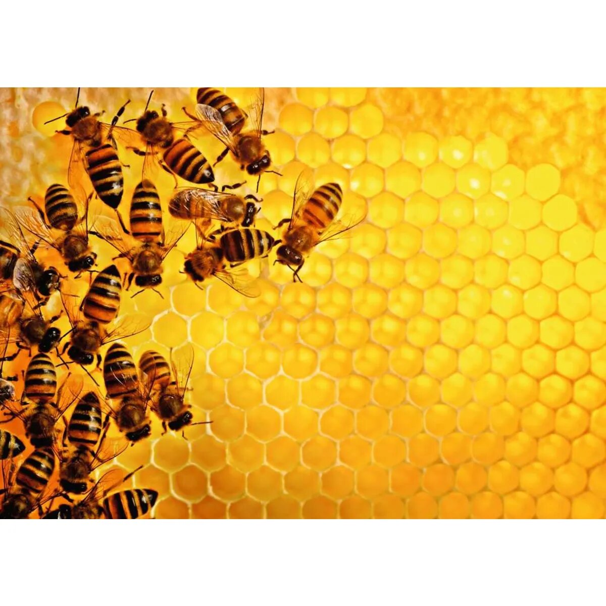 Ravensburger Puzzle - Bienen, 1000 Teile