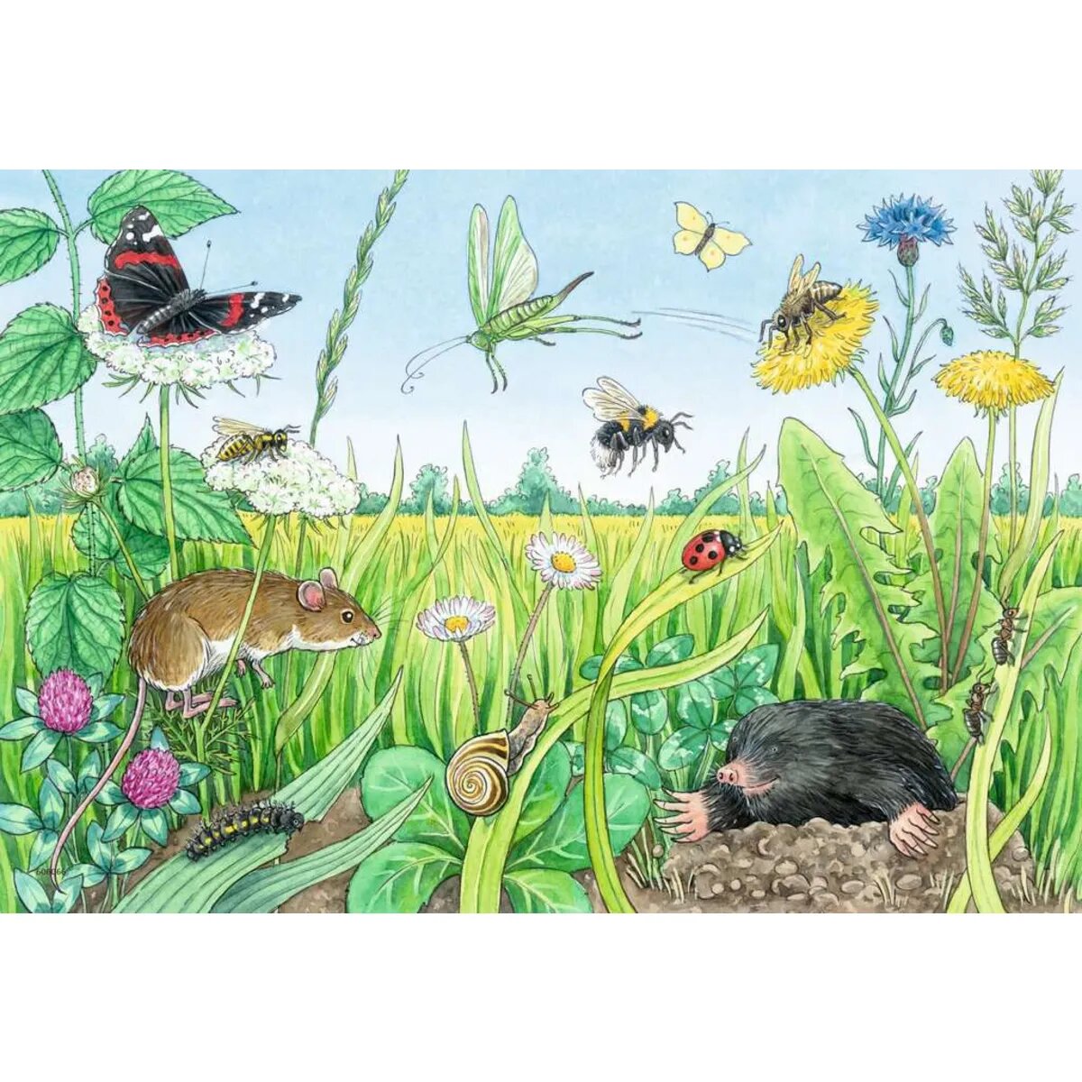 Ravensburger Puzzle - Wieso? Weshalb? Warum? Tiere im Wald und auf der Wiese, 2 x 12 Teile