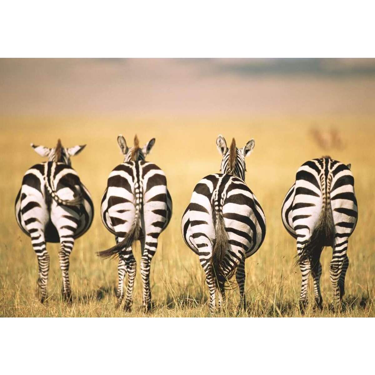 Ravensburger Puzzle - Zebra, 300 Teile