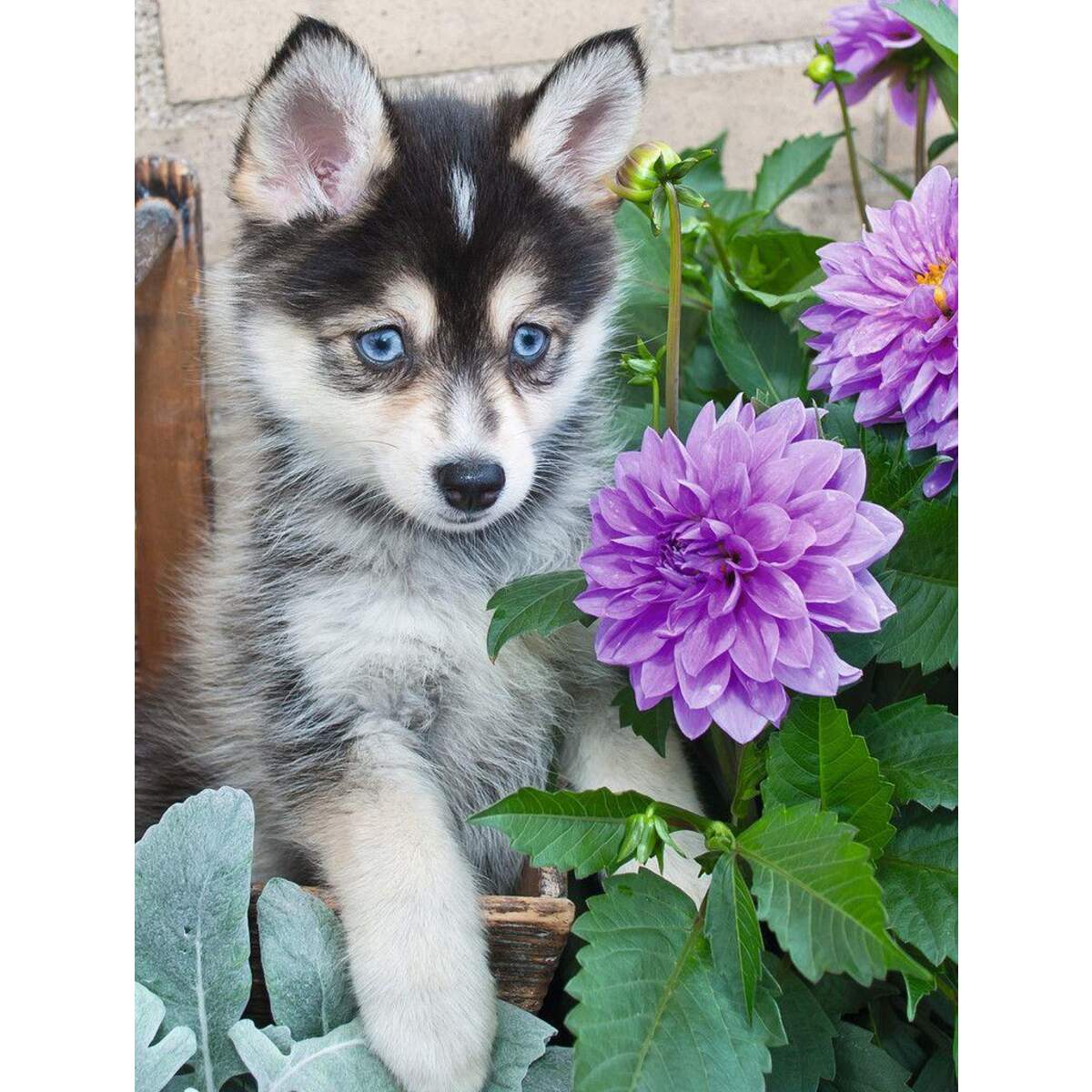 Ravensburger Puzzle Putziger Husky, 500 Teile