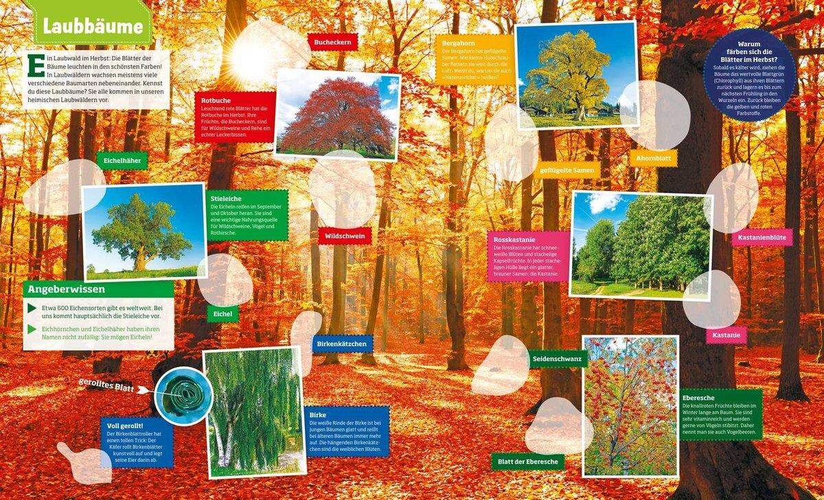 Tessloff WAS IST WAS - Stickerheft Wald