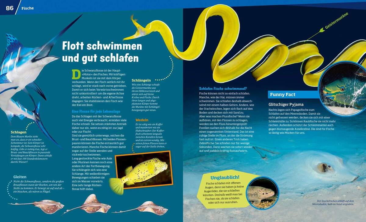 Tessloff WAS IST WAS - Entdecke die Tierwelt: Spannende Fakten zum Staunen