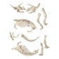 clementoni-ausgrabungs-set-triceratops-21CF5BE65.jpg