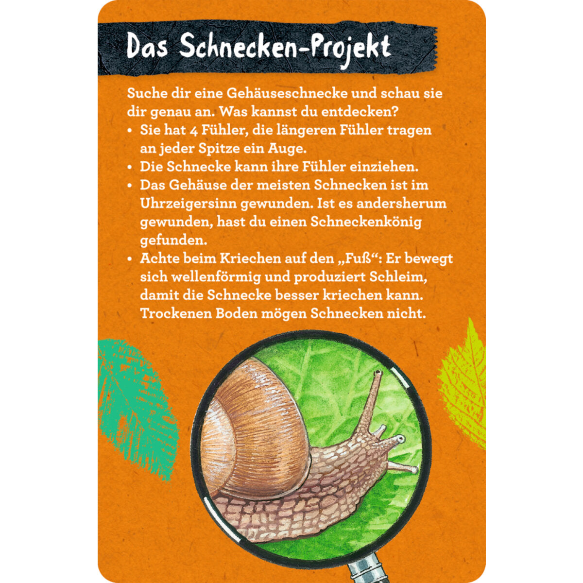 coppenrath-verlag-50-insekten-spinnen-86B682784.jpg