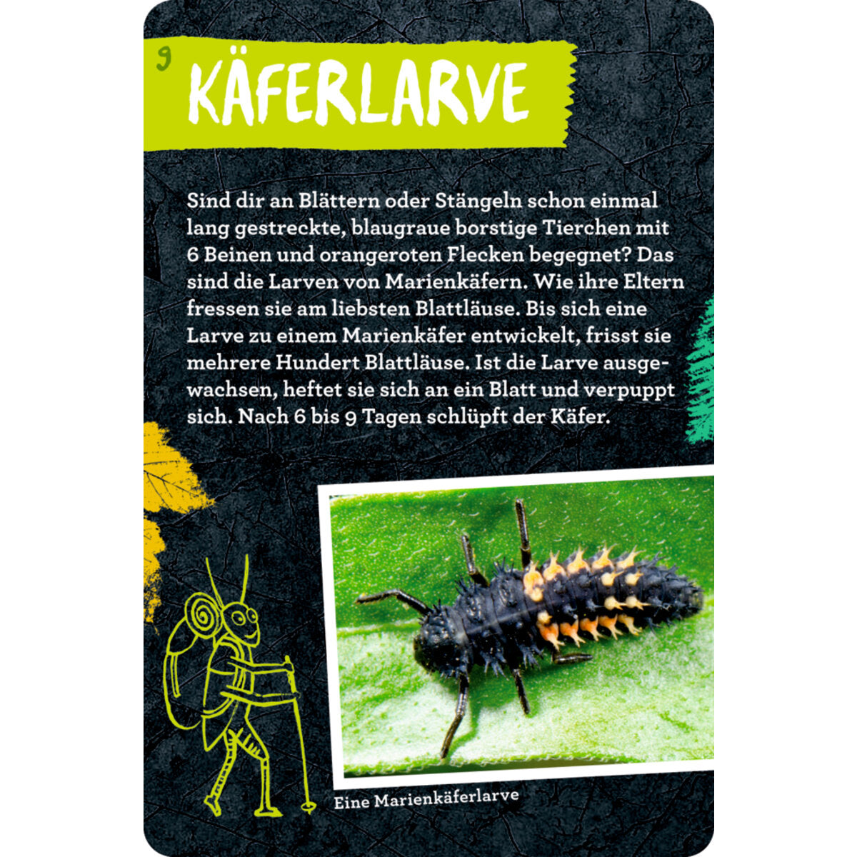 coppenrath-verlag-50-insekten-spinnen-86B682785.jpg