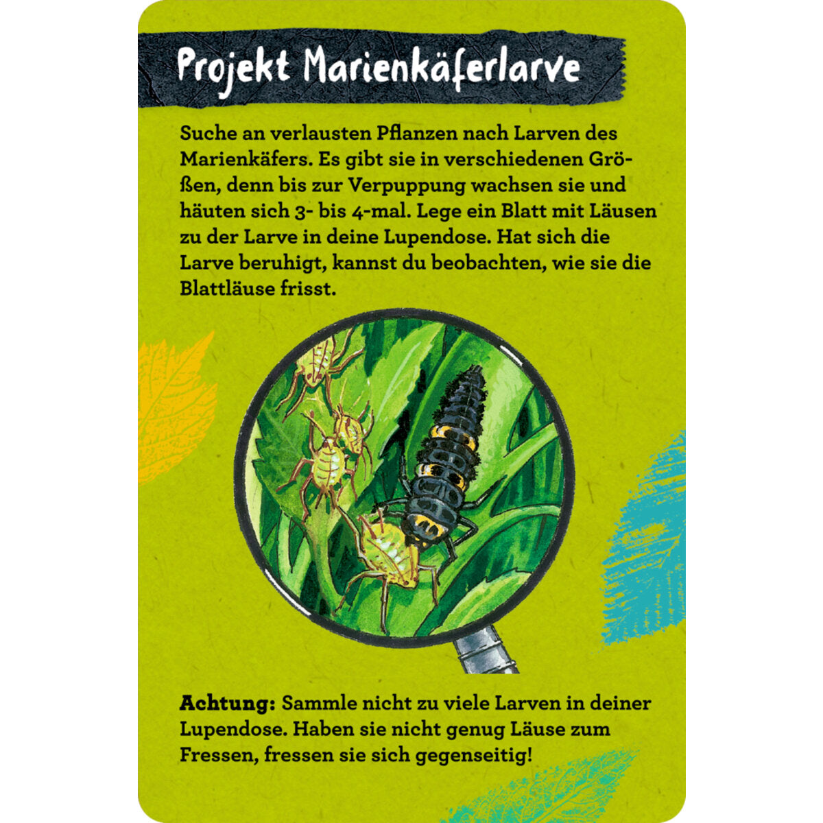 coppenrath-verlag-50-insekten-spinnen-86B682786.jpg