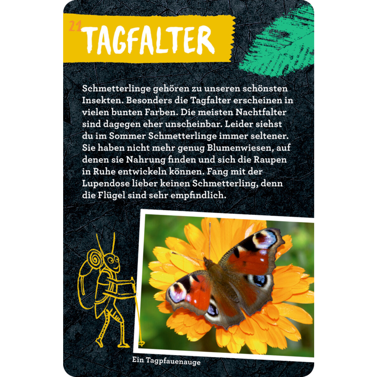 coppenrath-verlag-50-insekten-spinnen-86B682787.jpg