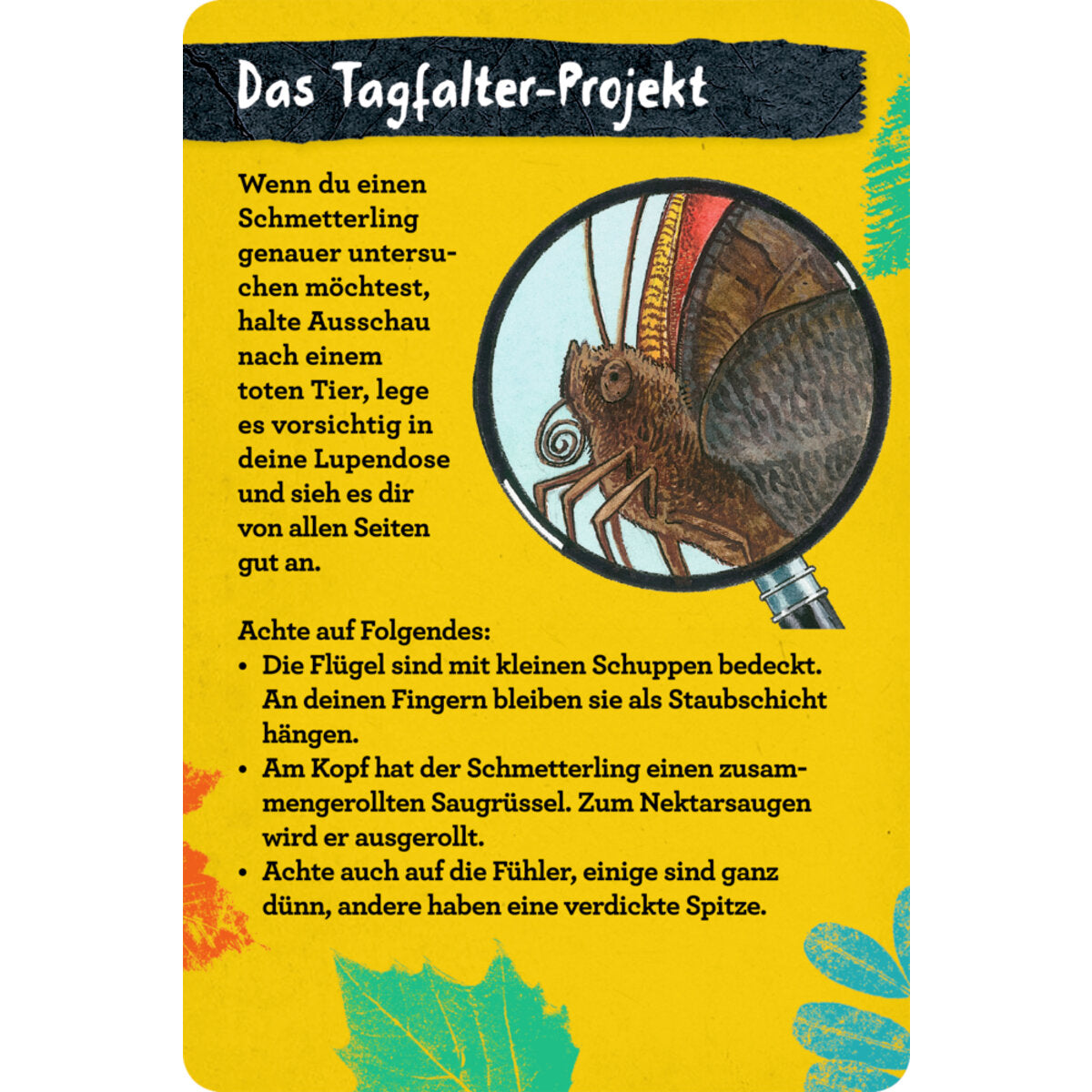 coppenrath-verlag-50-insekten-spinnen-86B682788.jpg