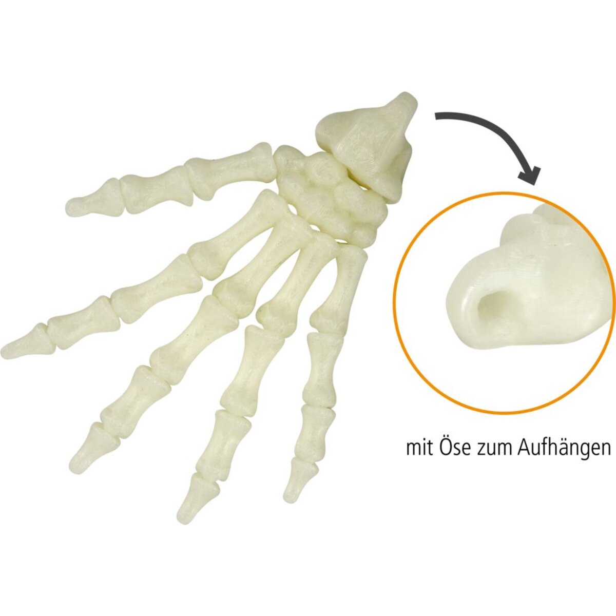 die-spiegelburg-fluoreszierende-skelett-hand-5CB60E372.jpg