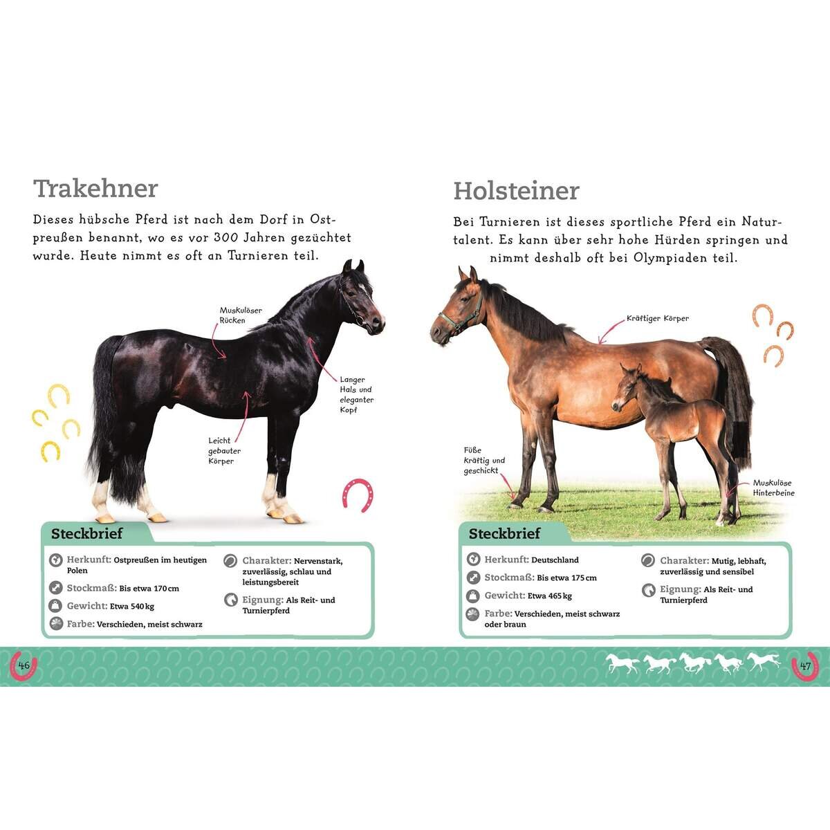 dk-verlag-pferde-und-ponys-E8BB6C383.jpg
