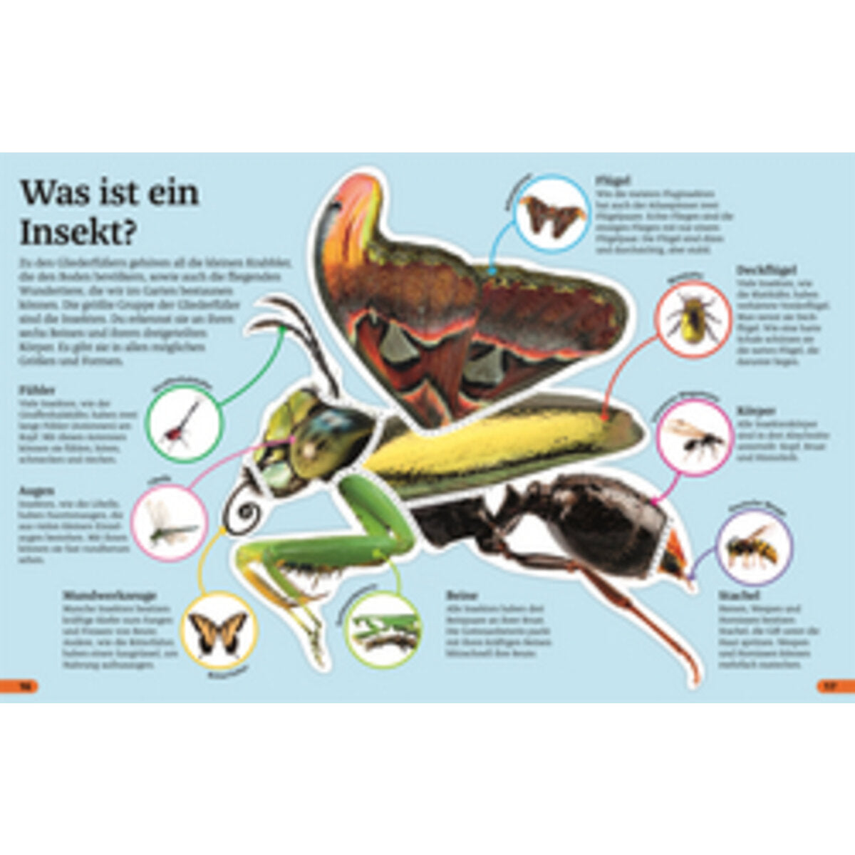 dk-verlag-superchecker-insekten-E2B703D44.jpg