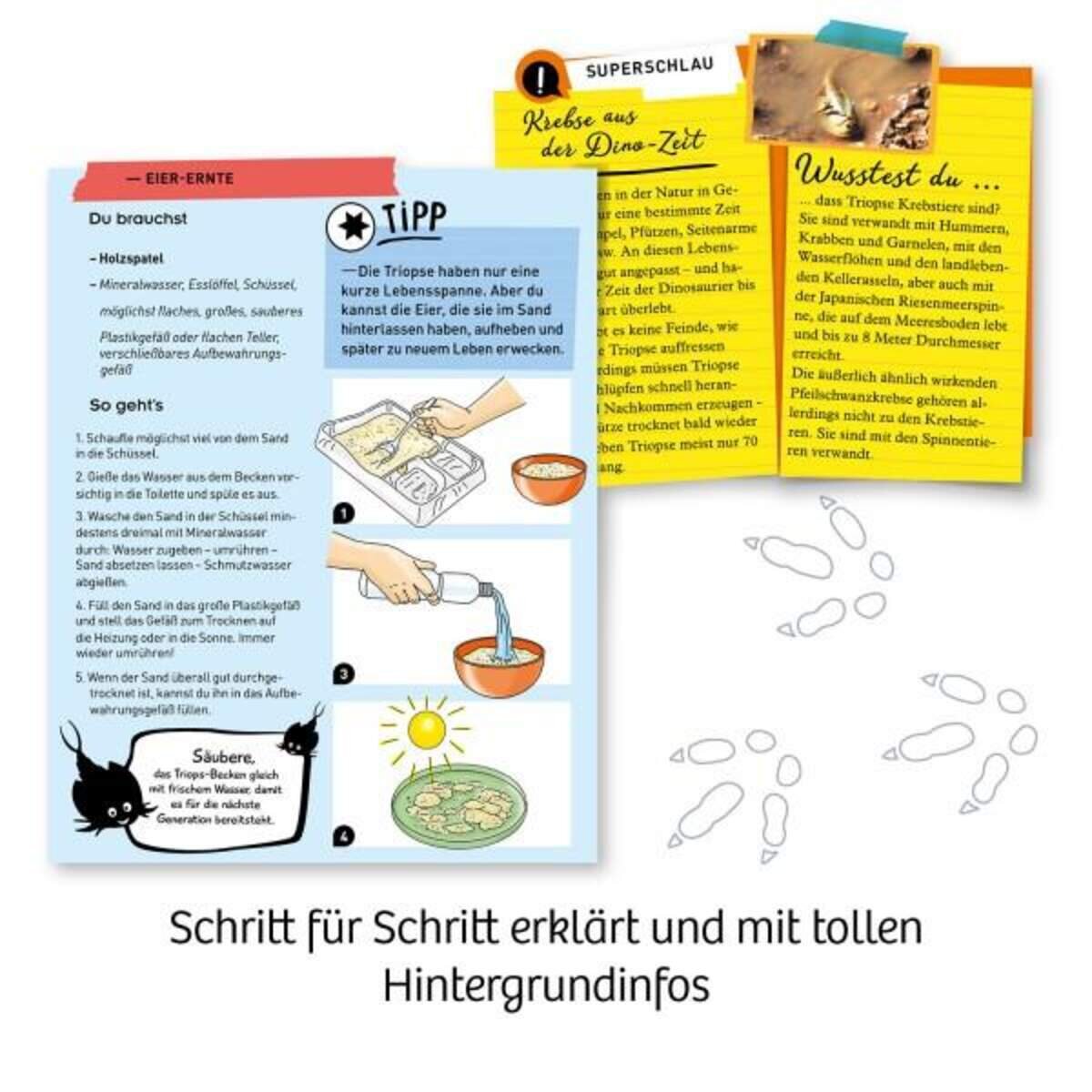 kosmos-fun-science-triops-zuechten-1D01471C5.jpg