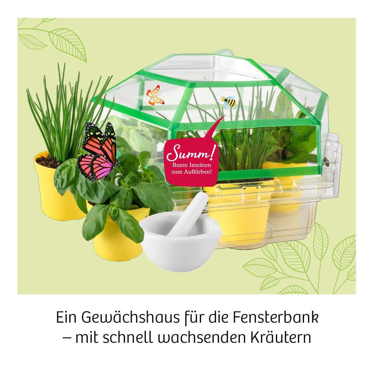 kosmos-kraeuter-garten-dein-gewaechshaus-3876A4A23.jpg