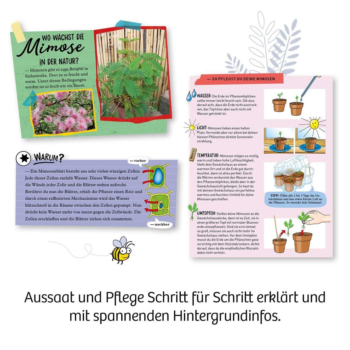 kosmos-mimosengarten-DB5239613.jpg