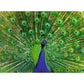ravensburger-erwachsenenpuzzle-500-teile-vogel-B0295DF22.jpg