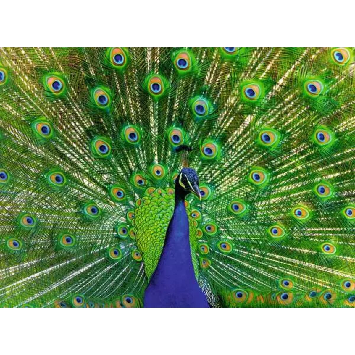 ravensburger-erwachsenenpuzzle-500-teile-vogel-B0295DF22.jpg