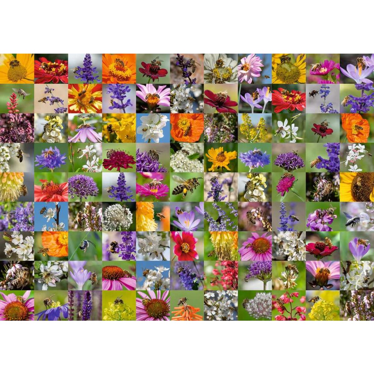 ravensburger-puzzle---99-D2B719332.jpg