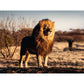 Ravensburger Puzzle - Der Löwe. Der König der Tiere, 1500 Teile