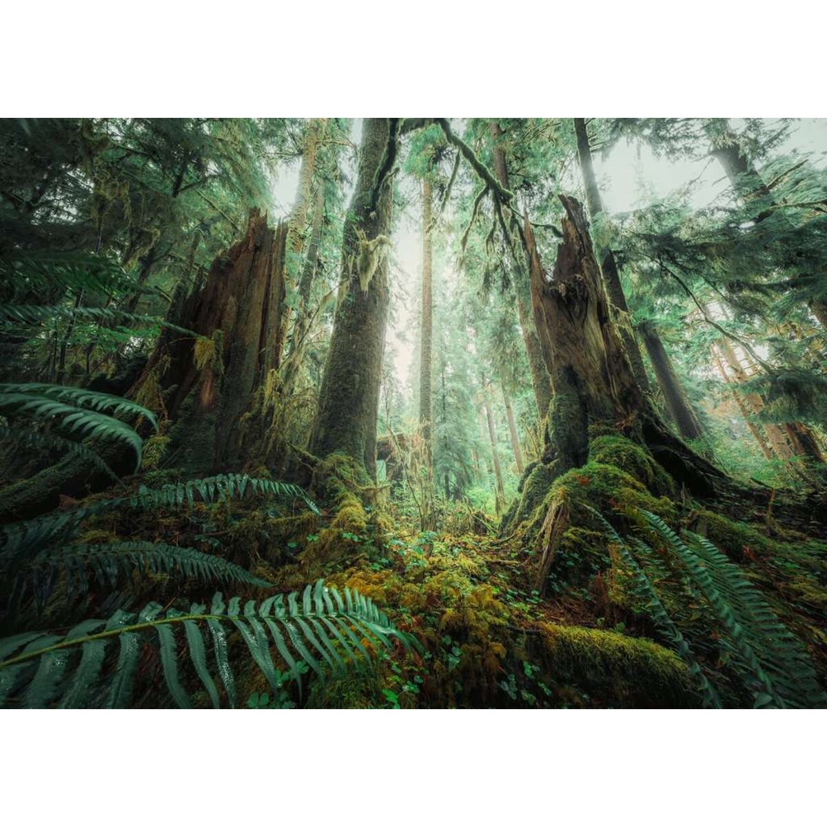 ravensburger-puzzle---faszinierender-B855740E2.jpg