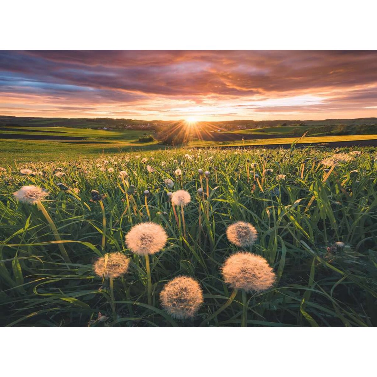 Ravensburger Puzzle - Pusteblumen im Sonnenuntergang, 1000 Teile