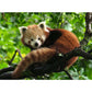 Ravensburger Puzzle - Süßer roter Panda, 500 Teile