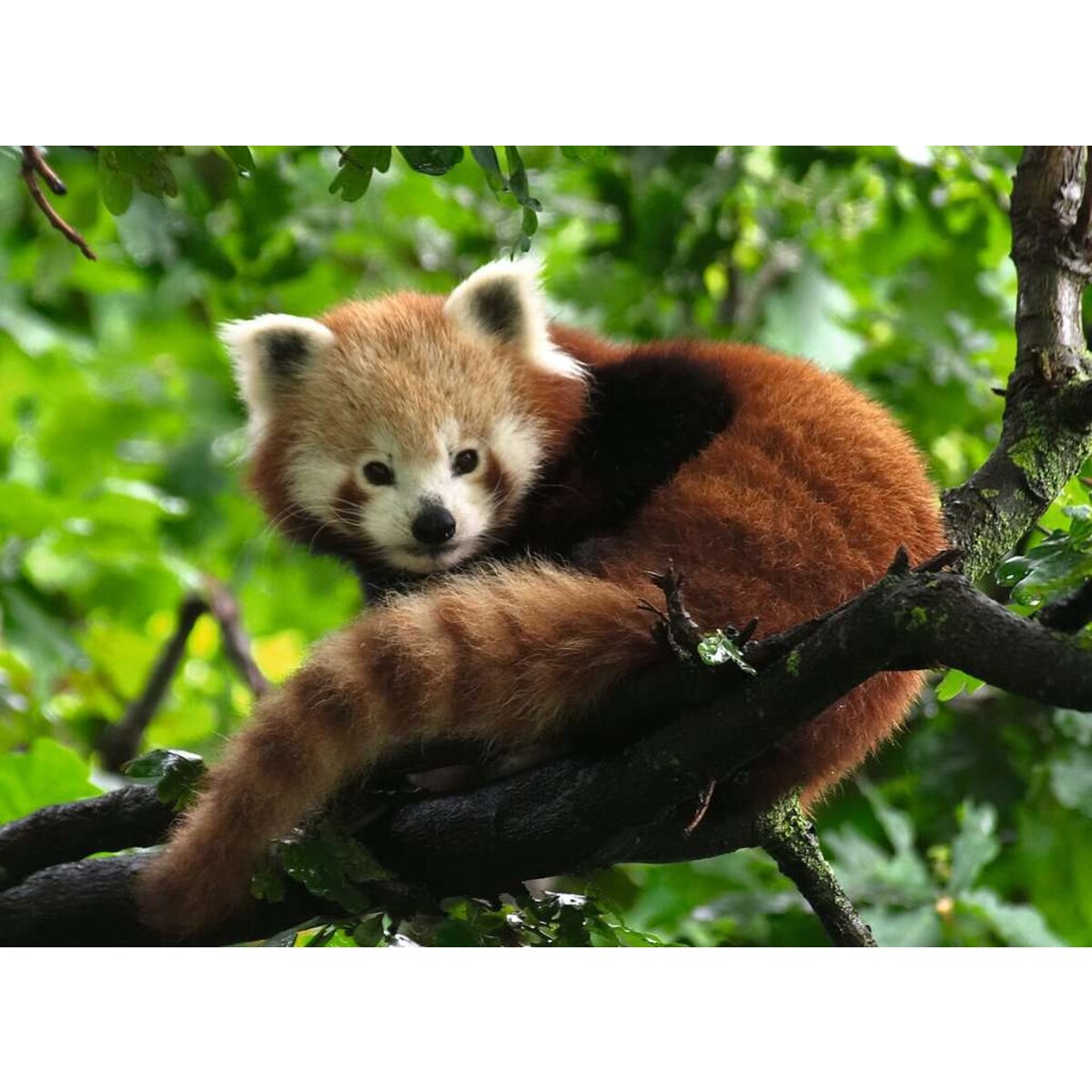 Ravensburger Puzzle - Süßer roter Panda, 500 Teile
