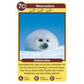 ravensburger-tierkinder-quartett-1F9241FA4.jpg