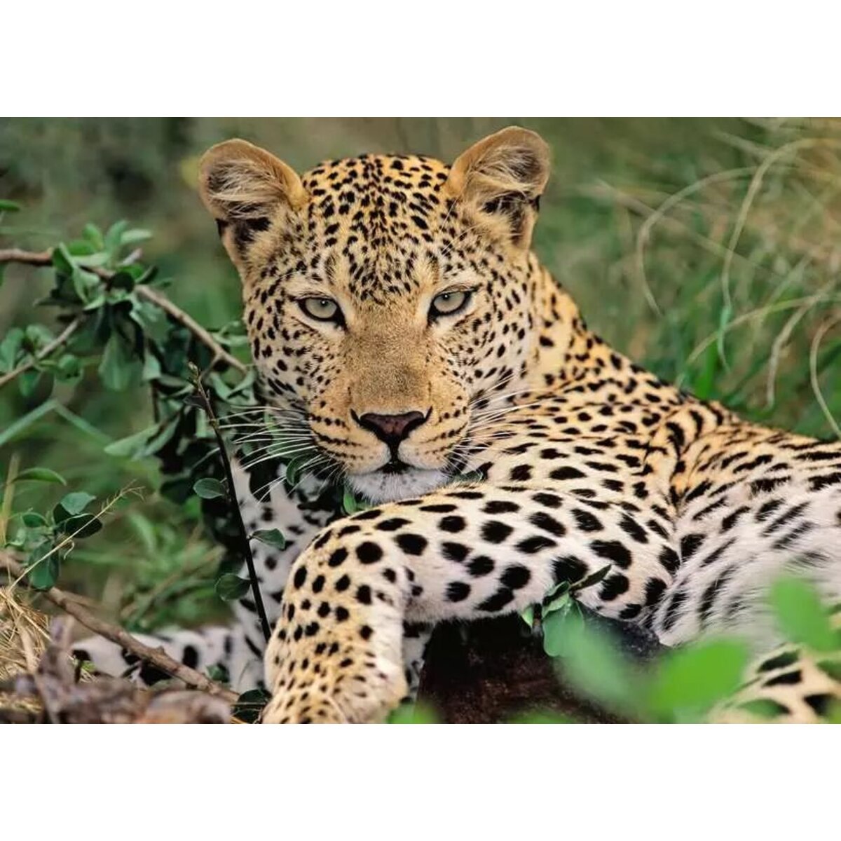 ravensburger-xxl-puzzle---5A1507482.jpg