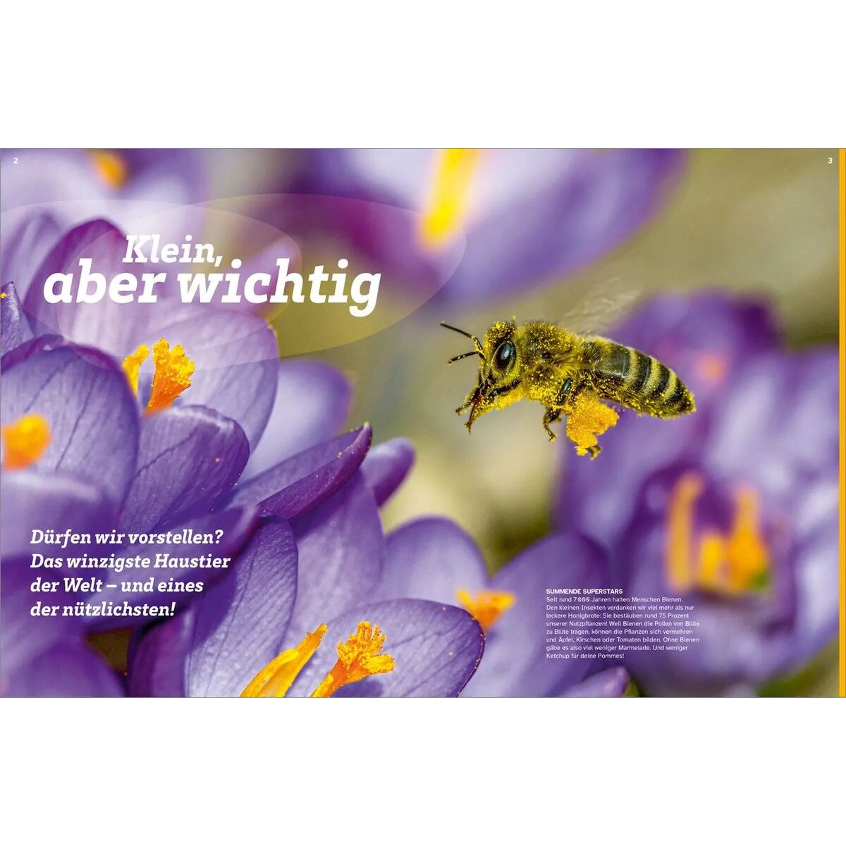 tessloff-was-ist-was-bienen-B95FCE6F3.jpg