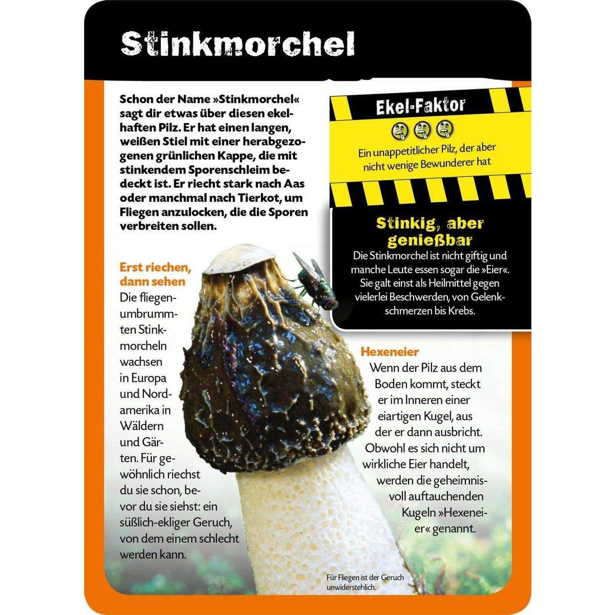 ars Edition Buch - Die 100 ekligsten Dinge der Welt