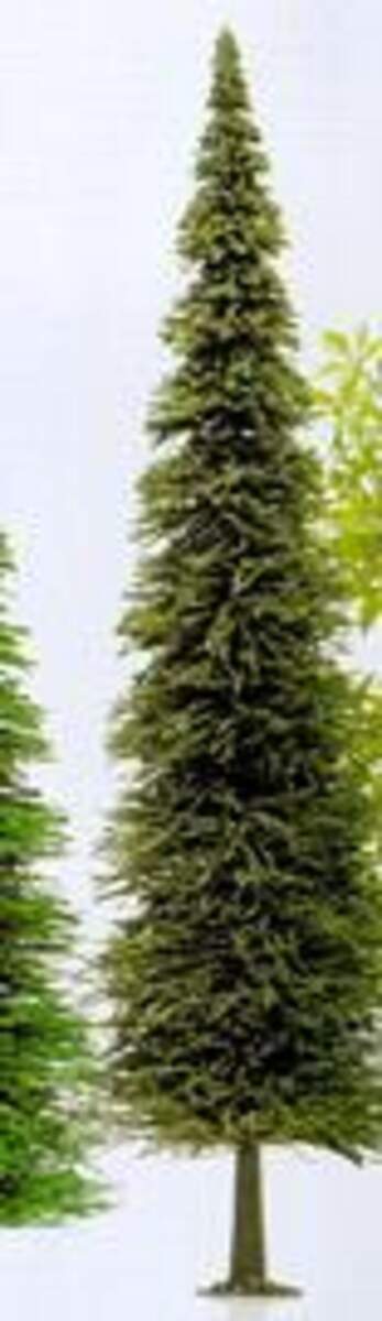 Busch Fichte, 220mm I/G