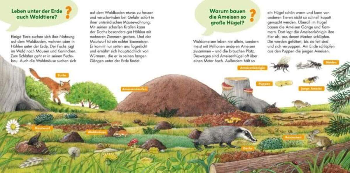 Carlsen Verlag Frag doch mal ... die Maus: Im Wald von Susanne Riha