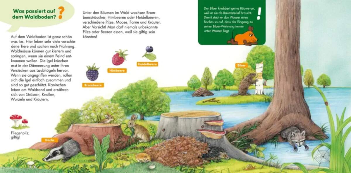 Carlsen Verlag Frag doch mal ... die Maus: Im Wald von Susanne Riha