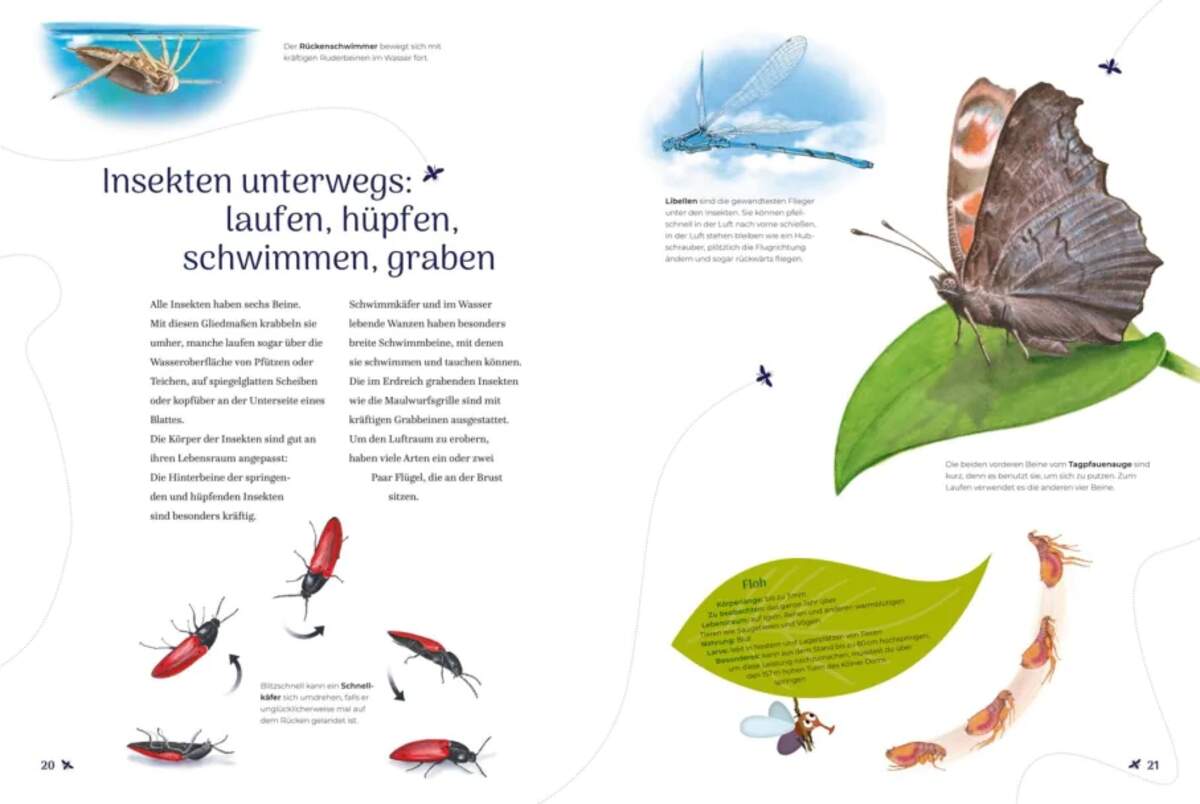 Carlsen Verlag Insekten – Wissen und allerlei Drumherum