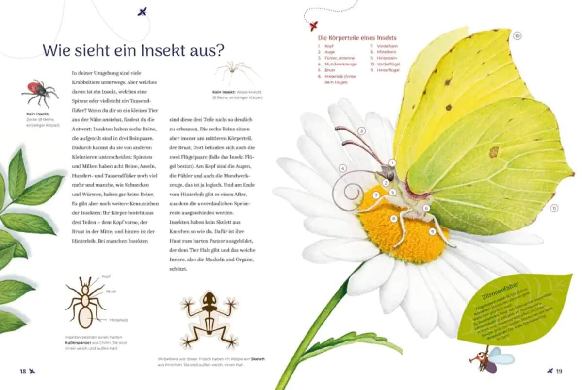 Carlsen Verlag Insekten – Wissen und allerlei Drumherum