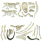 Clementoni 19205 Jurassic World 3-Ausgrabungs-Set T-Rex & Pteranodon