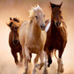 Clementoni High Quality Collection - Running horses, 1000 Teile