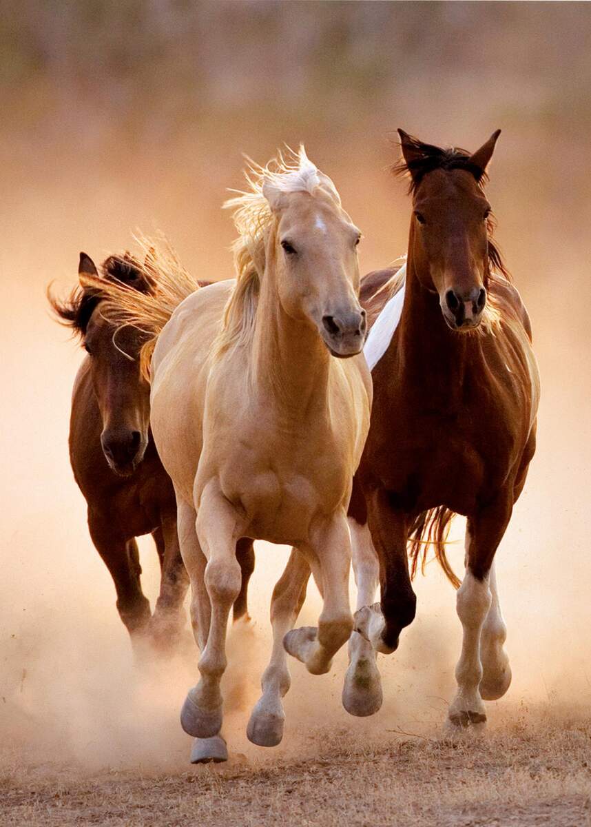 Clementoni High Quality Collection - Running horses, 1000 Teile