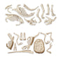 Clementoni Jurassic World 3, Ausgrabungs-Set