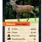 Die Spiegelburg Quartett (Heimische Tiere) Nature Zoom