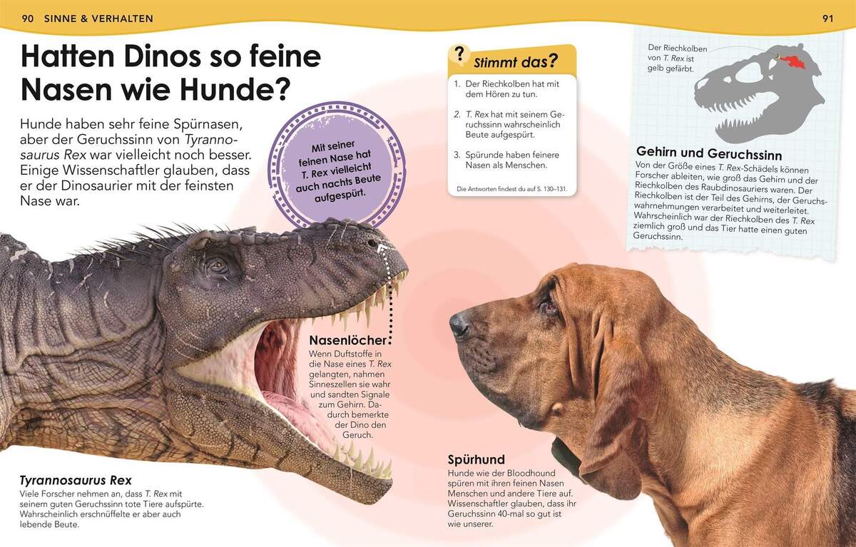 DK Verlag Buch Weshalb? Deshalb! Dinos Das Frage-und-Antwort-Lexikon