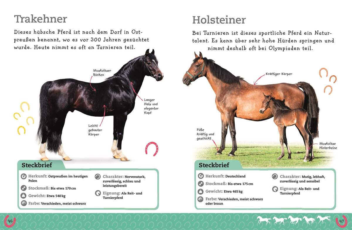 DK Verlag Pferde und Ponys Alles über deine Lieblingstiere